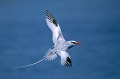 Phaéton à bec rouge volant au dessus de la mer - île se South Plaza - Galapagos Ref:36942